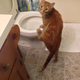 Illustration for article titled 19 Cats Who Need To Check Their Privilege